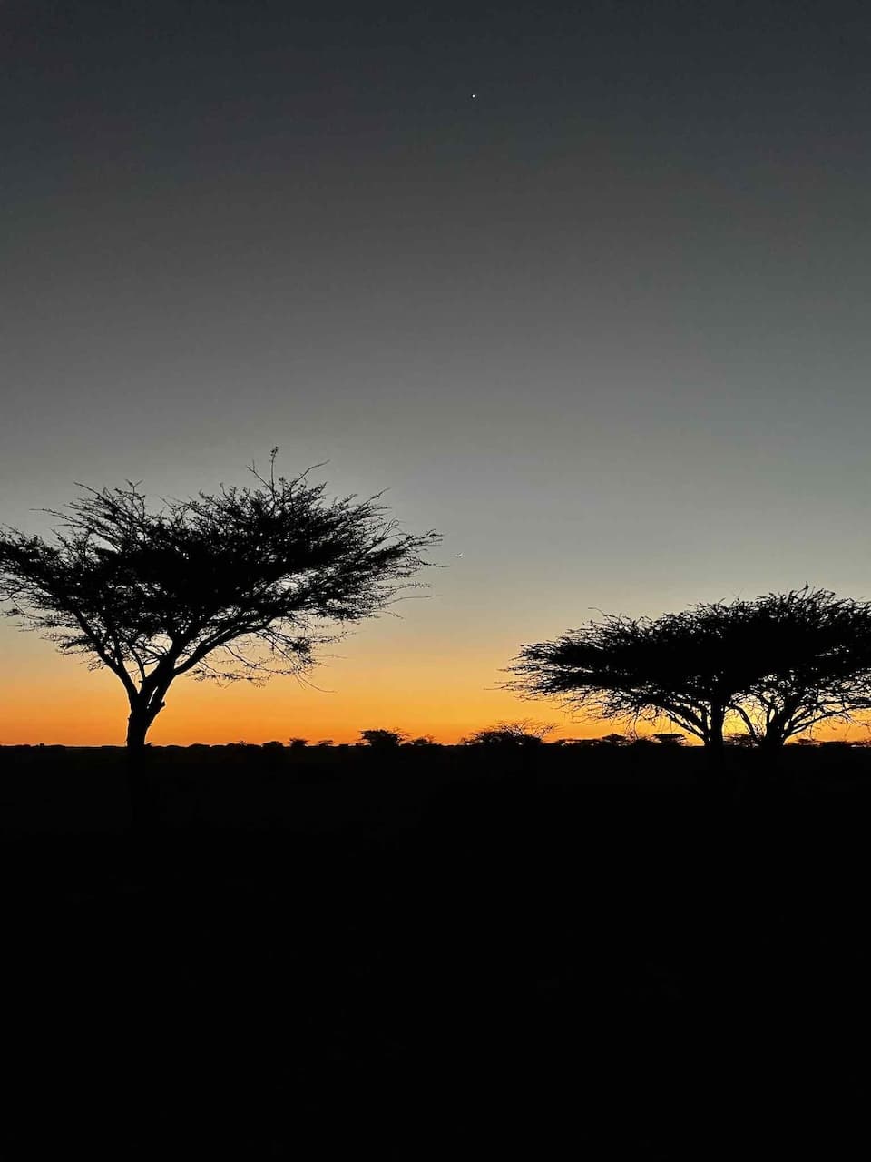 Trees in the savanna at sunset